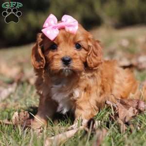 Sydney, Cavapoo Puppy